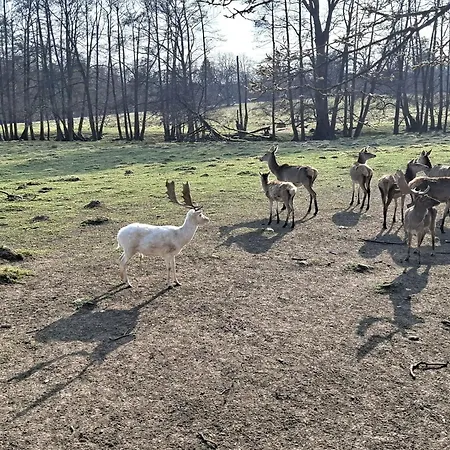 Am Schwanenteich Putbus